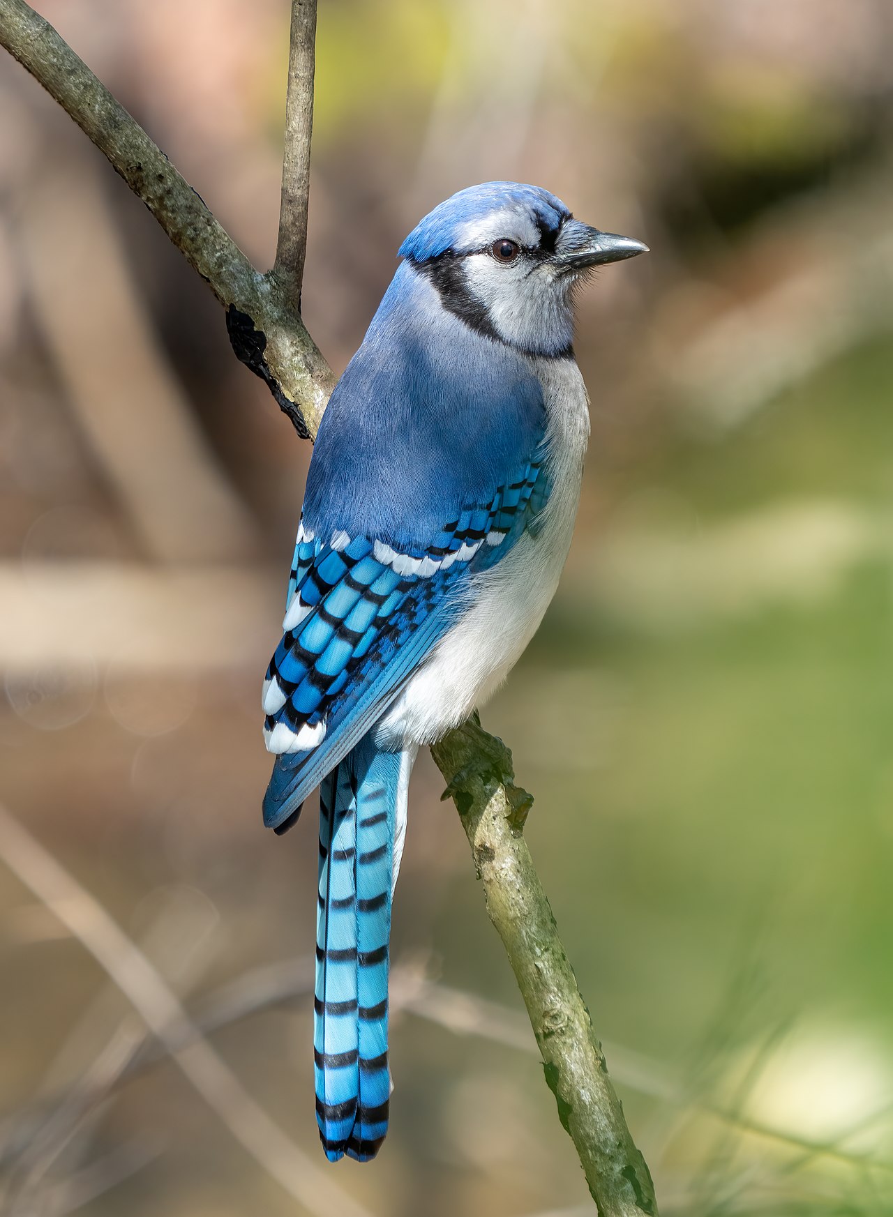A photo of a blue jay bird perched on a tree branch